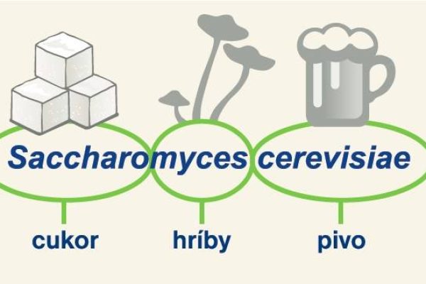 Saccharomyces-cerevisiae